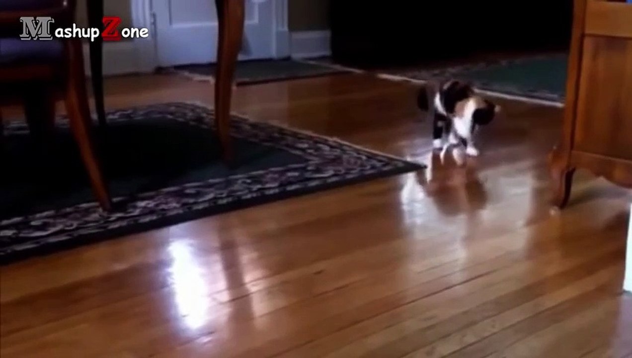 Cats Vs. Shadow Cats Compilation   NEW HD