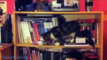 Compilation Of Cats Being Jerks And Knocking Things Over