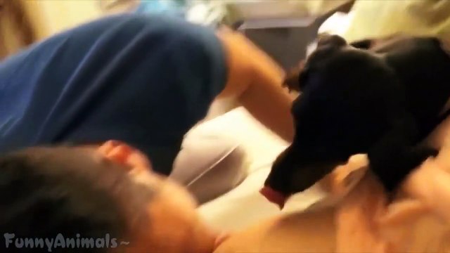 Dog Protects His Pregnant Owner - Best Funny Compilation