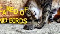 Cats scared of mice and birds - Funny cat compilation