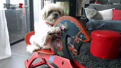 Funny Dogs Acting Like Humans Compilation 2016   NEW HD