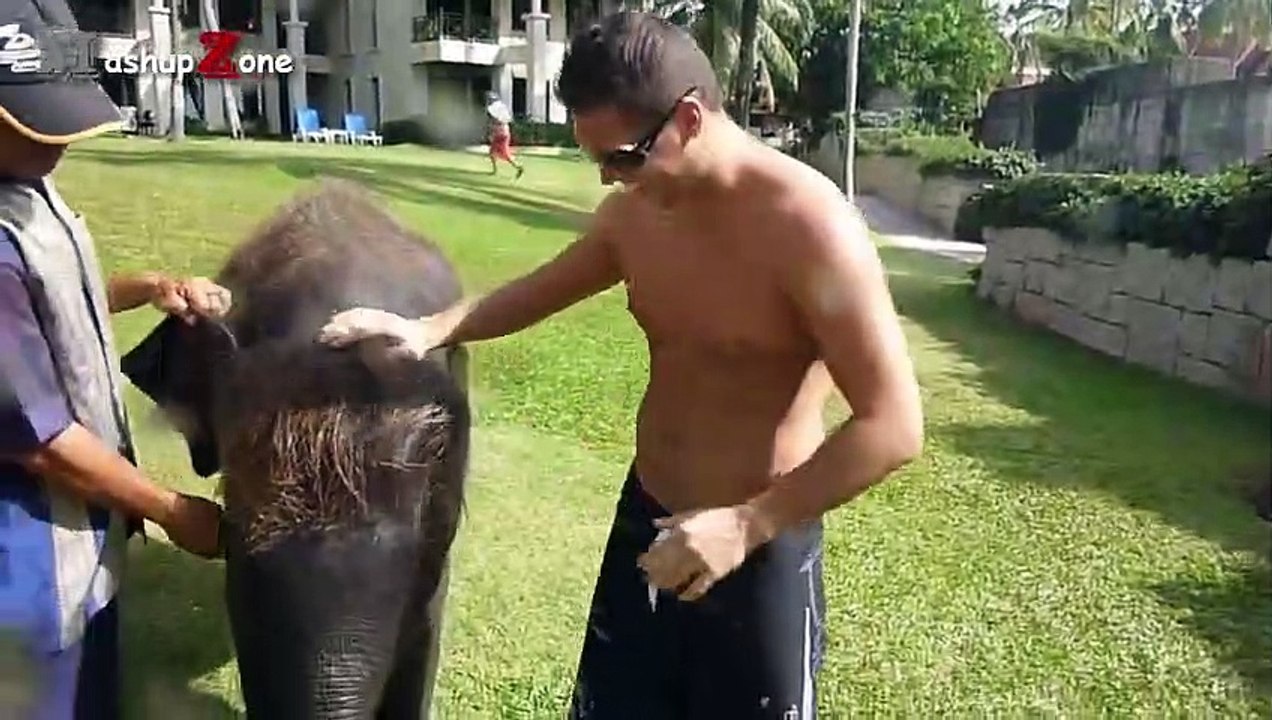 Cute Baby Elephant - A Cute And Funny Baby Elephant Videos Compilation   NEW HD