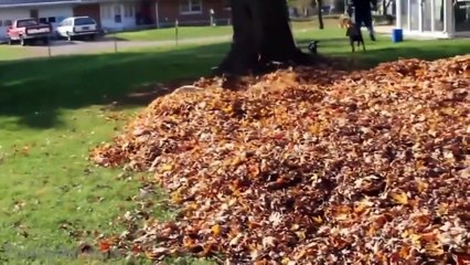 Funny Dogs Playing in Leaves Compilation