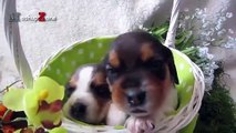 Cute Puppies Howling Compilation 2016 [Cuteness Overload]