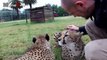 Tiger, Lion And Cheetah Cuddling With Humans - A Big Cats Compilation 2016