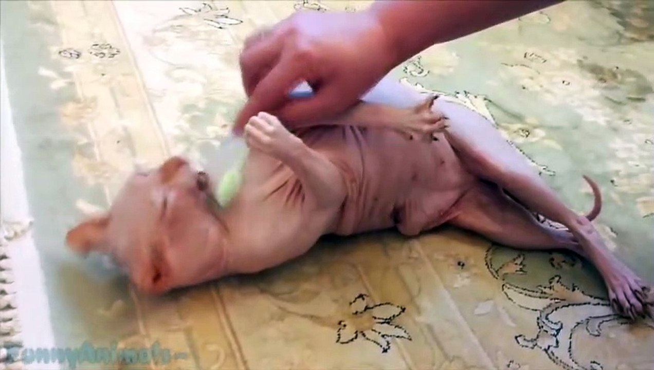 Funny Sphynx Cats - Funny Sphynx Compilation 2015