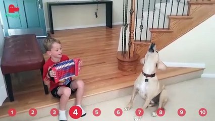 Baby Alpacas & Pampered Pomeranians!   Funny Animal Compilation