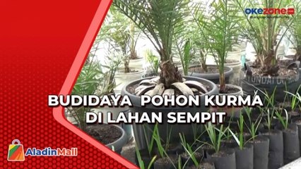 Perajin Kayu Berhasil Budidaya Pohon Kurma Organik di Lahan Sempit
