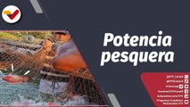 Programa 360° | Producción de tilapia en Yaracuy fortalece la distribución de proteína pesquera