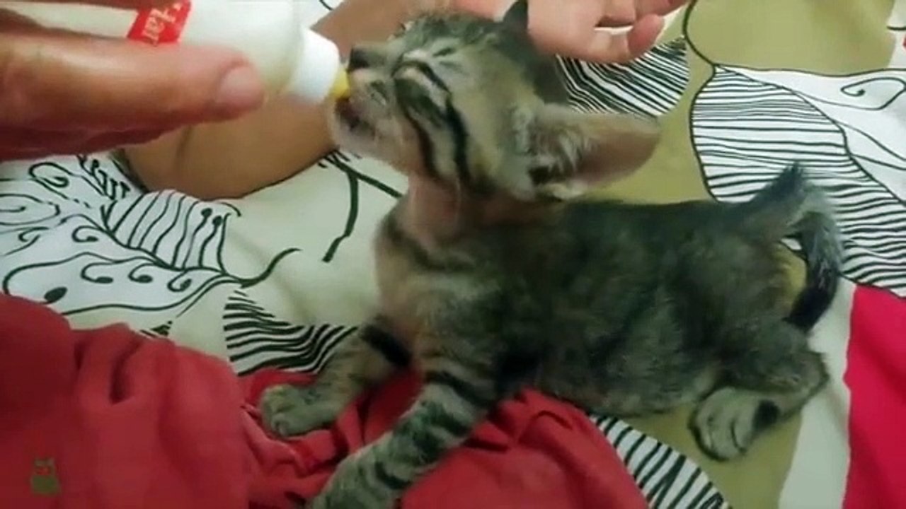 10 Things You (Probably) Didn't Know About CATS