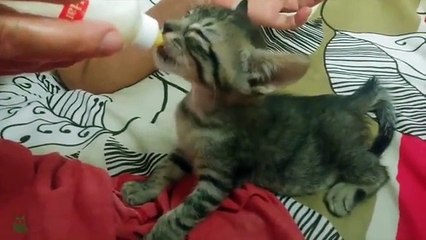 10 Things You (Probably) Didn't Know About CATS