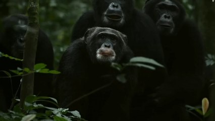 Chimp Empire _ Mahershala Ali _ Official Trailer