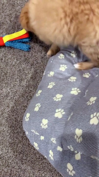 Henry the Roomba Dog