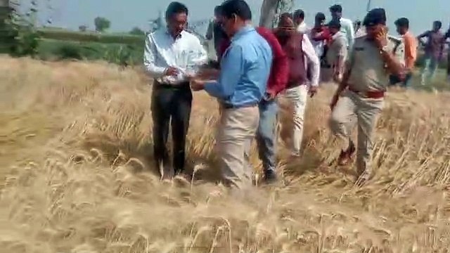 Crops ruined due to unseasonal rains