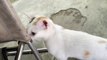 White Cat Reacts Cute When The Stranger Give Him Money - Viral Cat