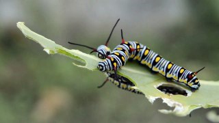 a pair of caterpillars eat a leaf