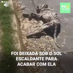 Cadela foi abandonada por seus donos na rua em sol escaldante
