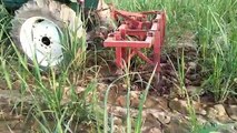 Ploughing Inside Sugarcane Field ll IFI Vlogs ll Crop Reformer ll IFTIKHAR AHMED SARGANA