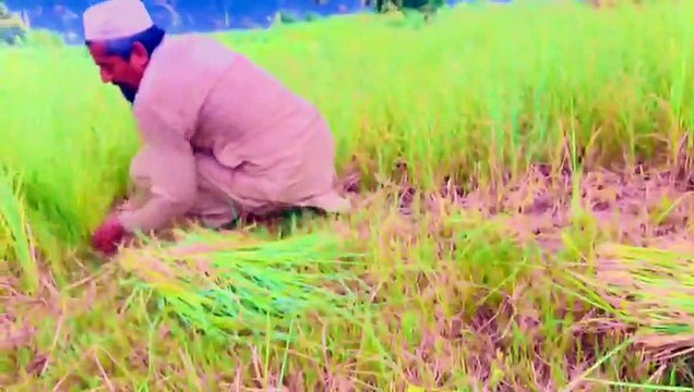 Beautiful Scenery Of Villages ll IFI Vlogs ll IFTIKHAR AHMED SARGANA