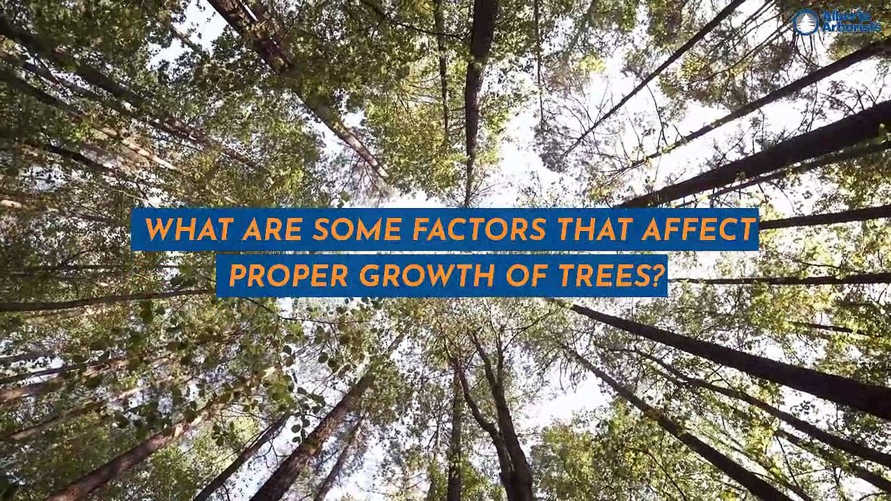 What are Some Factors That Affect Proper Growth of Trees