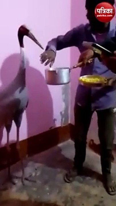 Video: सारस को मिला नया ठिकाना, अखिलेश ने किया...