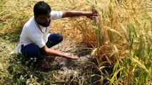 बारिश-ओलावृष्टि से 150 गांव प्रभावित जिले के 1144 किसानों की फसलें बर्बाद