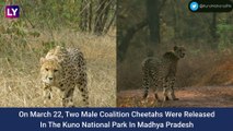 Two Male Cheetahs Released In Free-Ranging Area In Madhya Pradesh’s Kuno National Park