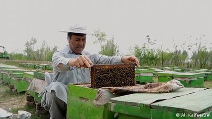 Pakistan honey farmers face a climate change crisis