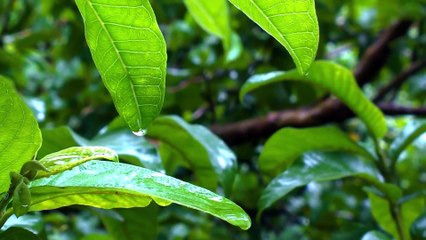 Rainy Refuge: Relax and Unwind with Nature Sounds