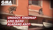 Unggoy, kinidnap ang isang alagang aso? | GMA News Feed