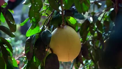 Harvesting Giant Grapefruit in Spring