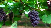 Making Wine From Grapes at Home