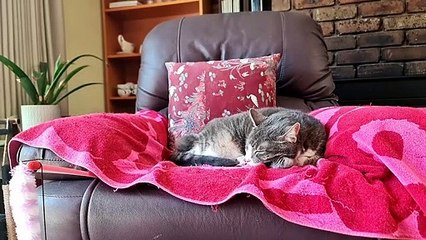 Timelapse of cat nap with added music