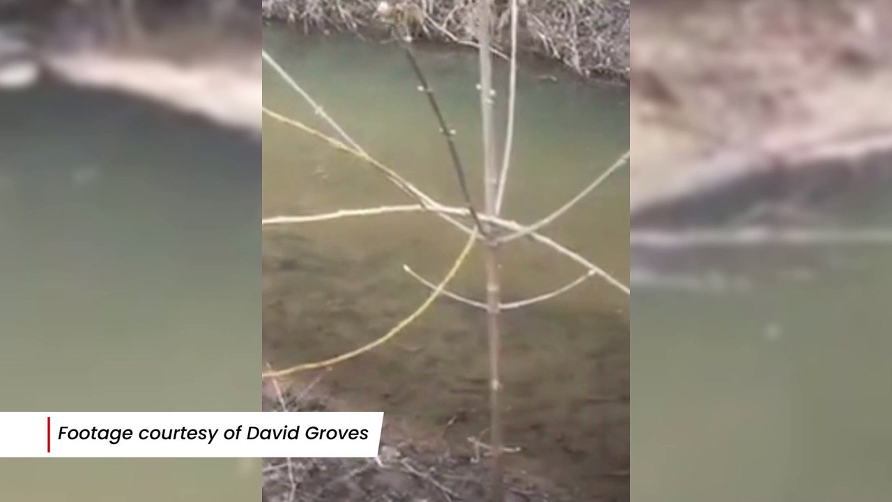 Leighton Buzzard dog walker films 'raw sewage' floating in Clipstone