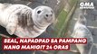 Seal, napadpad sa pampang nang mahigit 24 oras | GMA News Feed