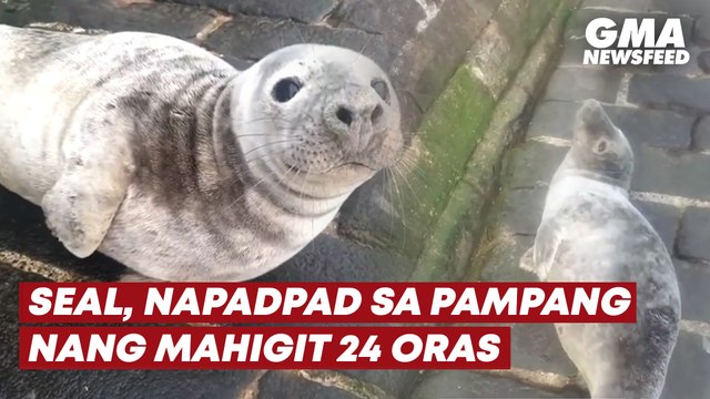 Seal, napadpad sa pampang nang mahigit 24 oras | GMA News Feed