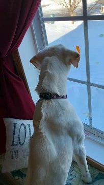 Barking Dog Sounds a Bit Like a Sea Lion