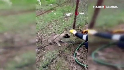 Tel örgüsüne sıkışan yavru köpeği İl Özel İdare ekipleri böyle kurtardı