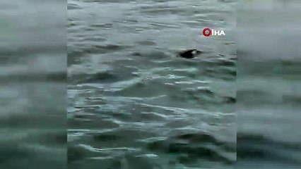 İstanbul Boğazı'nın sürpriz misafiri! ''Bunun burada ne işi var?''