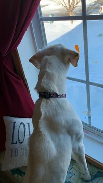 Barking Dog Sounds a Bit Like a Sea Lion