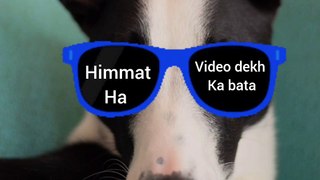 Saste nashe | funny animals videos| funny pets videos compilation| funny animals try not to laugh 