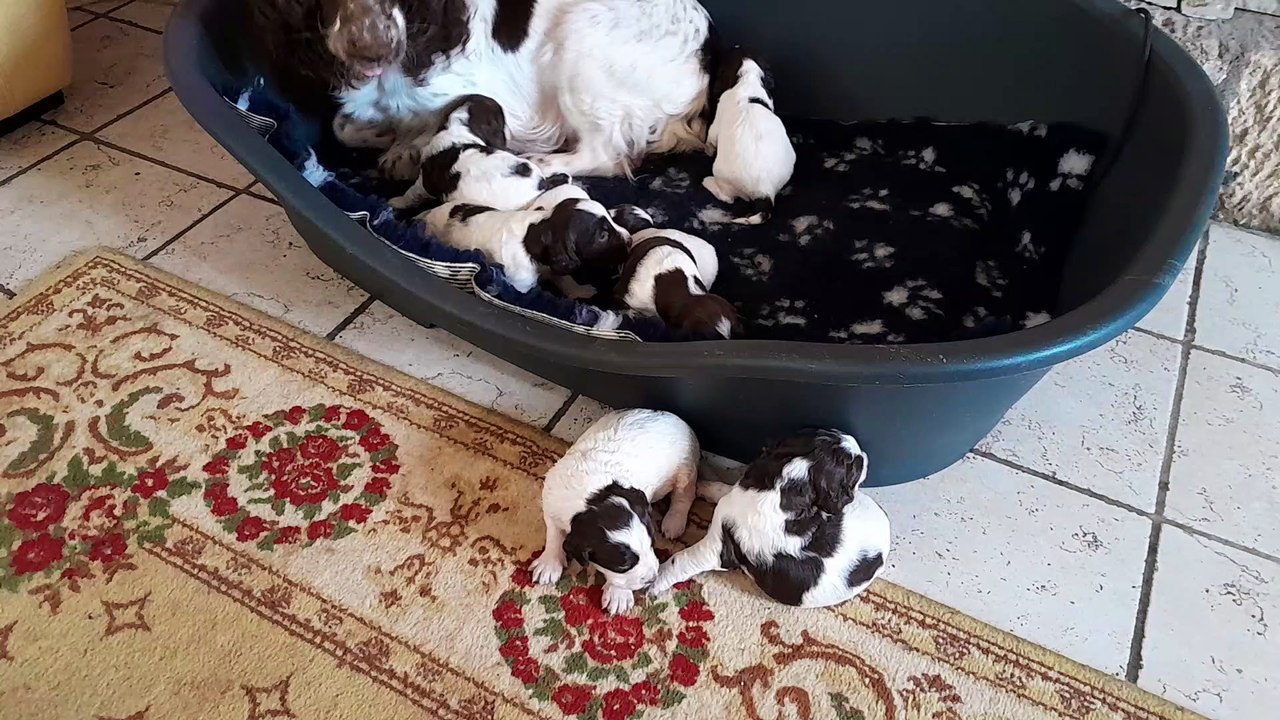 Les chiots Springers Anglais
