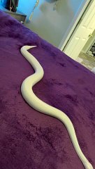 Ball Python Slithers on Microfiber Blanket