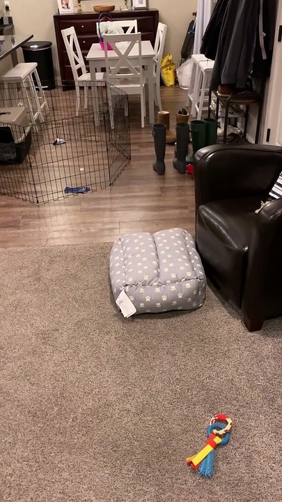 Henry the Roomba Dog
