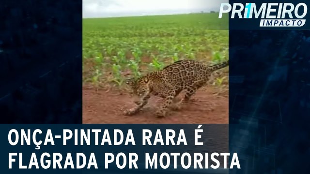 Onça-pintada rara é flagrada em plantação de milho no DF