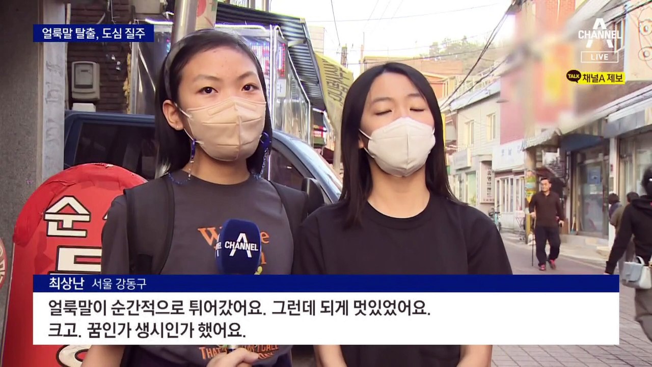 얼룩말의 위험한 외출…도심 누비다 3시간 만에 생포