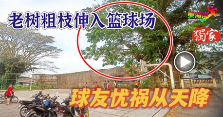 老树枝垂危，篮球场边树叶茂密威胁球友安全🏀