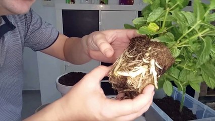 Cuidados de la Hierbabuena