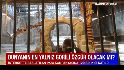 ‘Dünyanın en yalnız gorili’ için başlatılan imza kampanyası 120 bini buldu