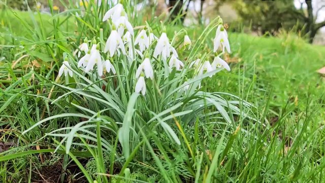 WATCH: As Easter approaches see some of the wonderful views on offer at Wakehurst National trust